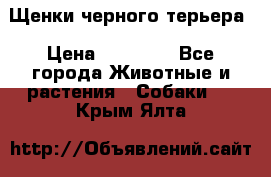 Щенки черного терьера › Цена ­ 35 000 - Все города Животные и растения » Собаки   . Крым,Ялта